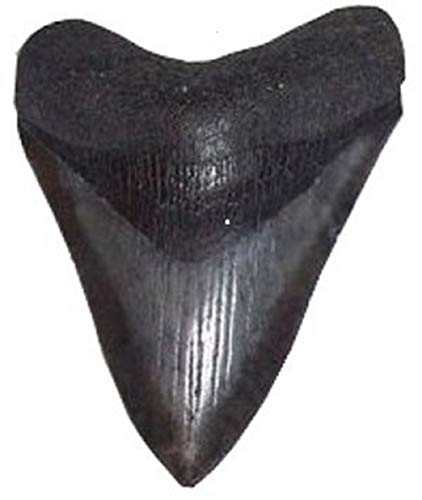 megalodon-tooth